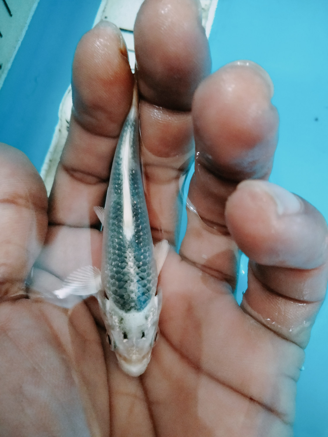 Juara 3