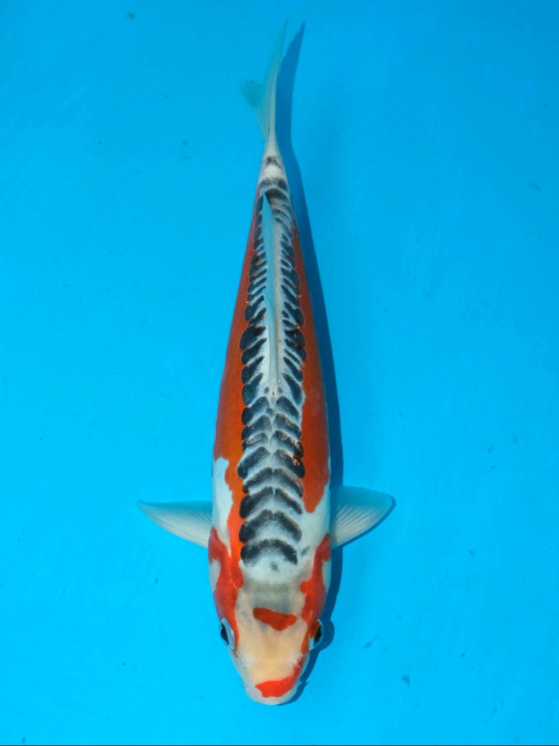 Juara 2