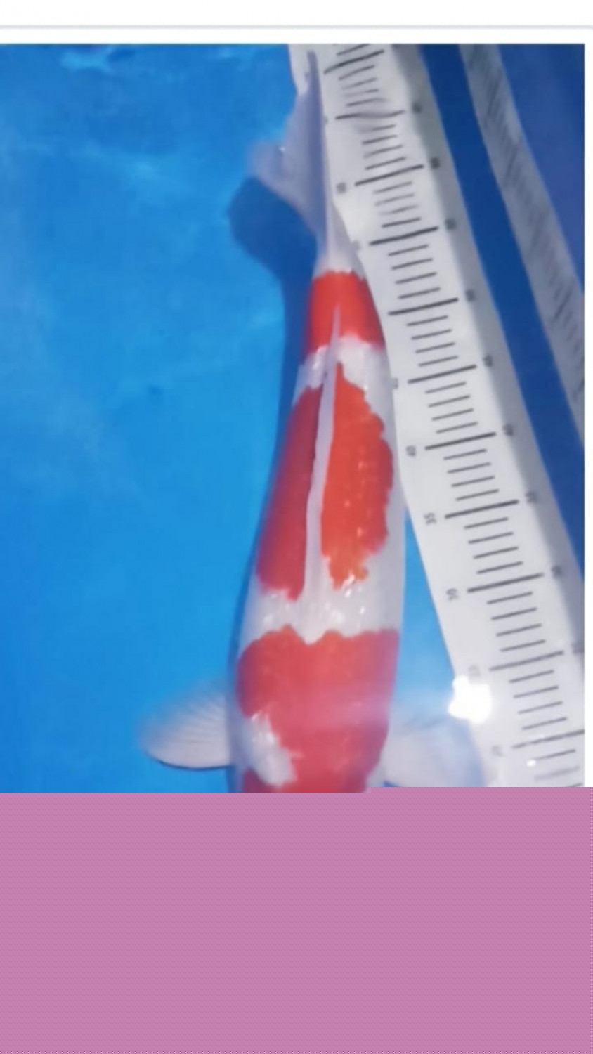 Best In Size B 46 - 50 cm