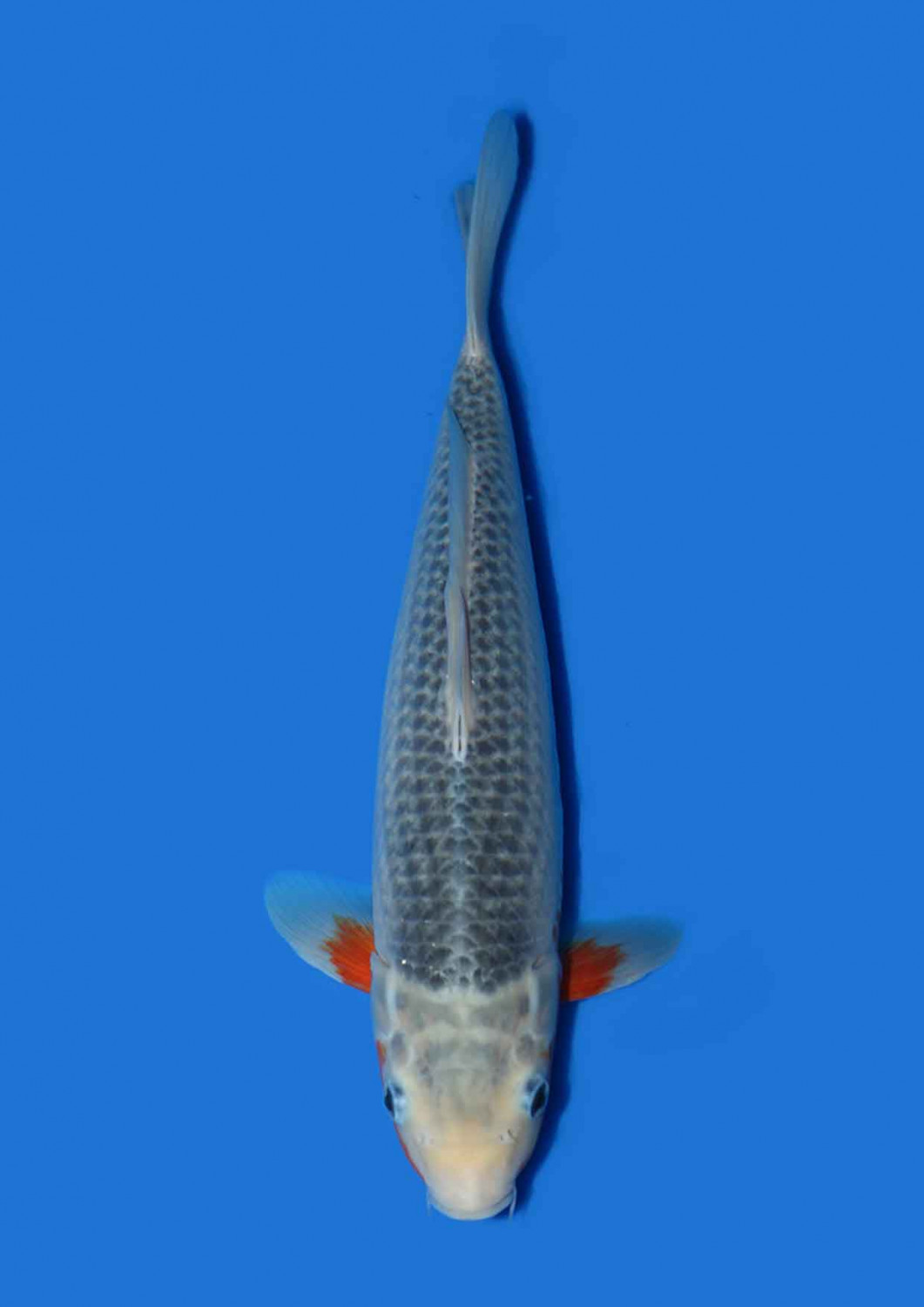 Juara 4