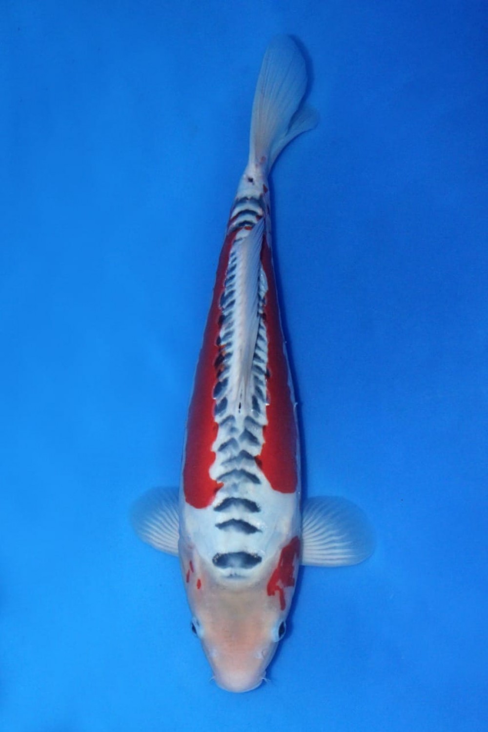 Juara 1
