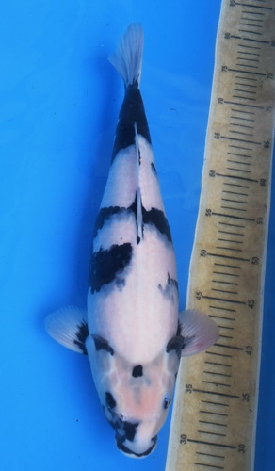 Best In Size B 51-55 Cm