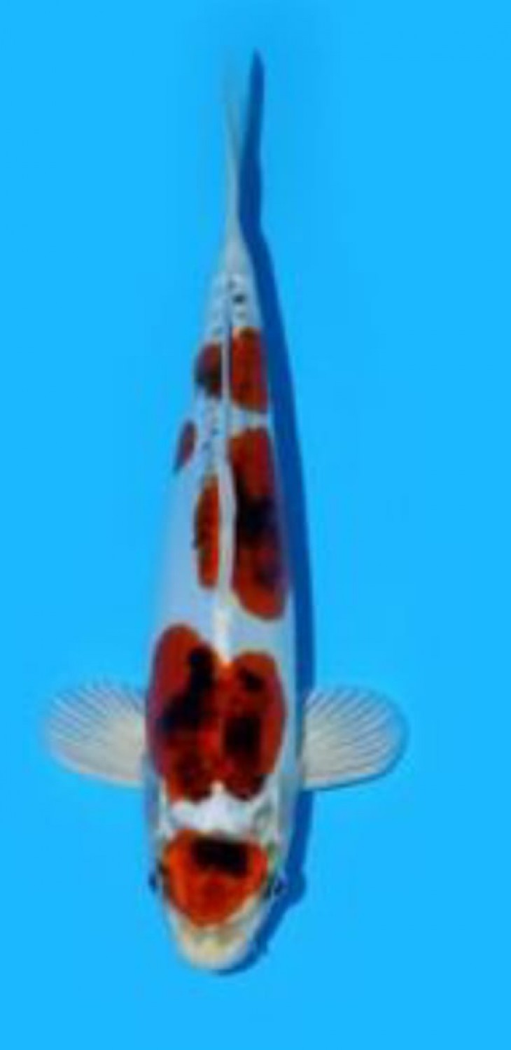 Juara 2