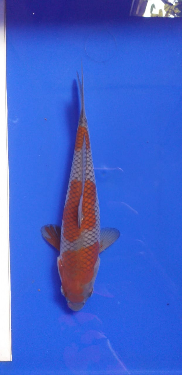 Juara 2