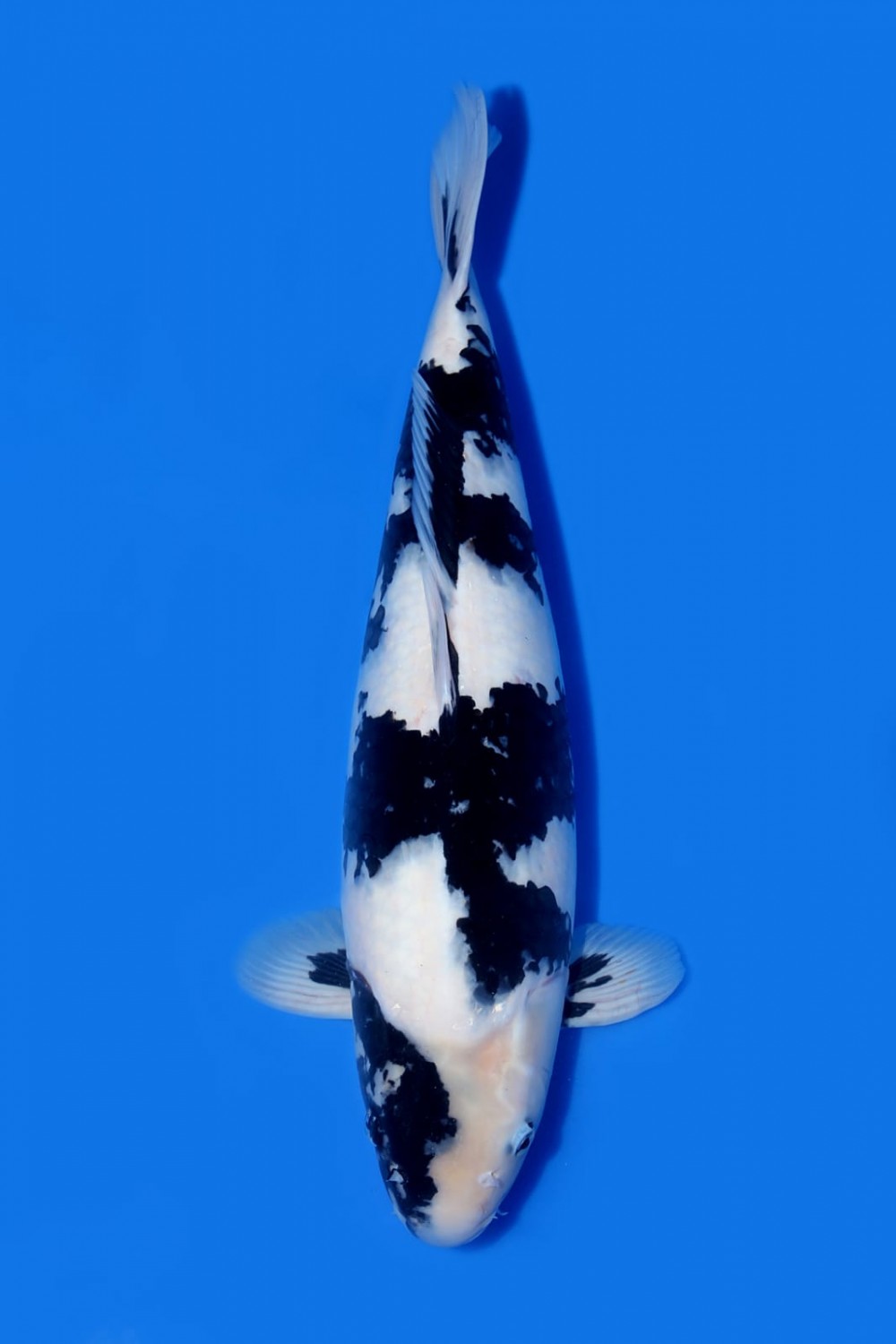 Juara 2