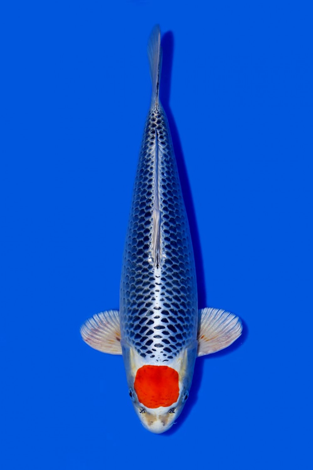 Juara 1