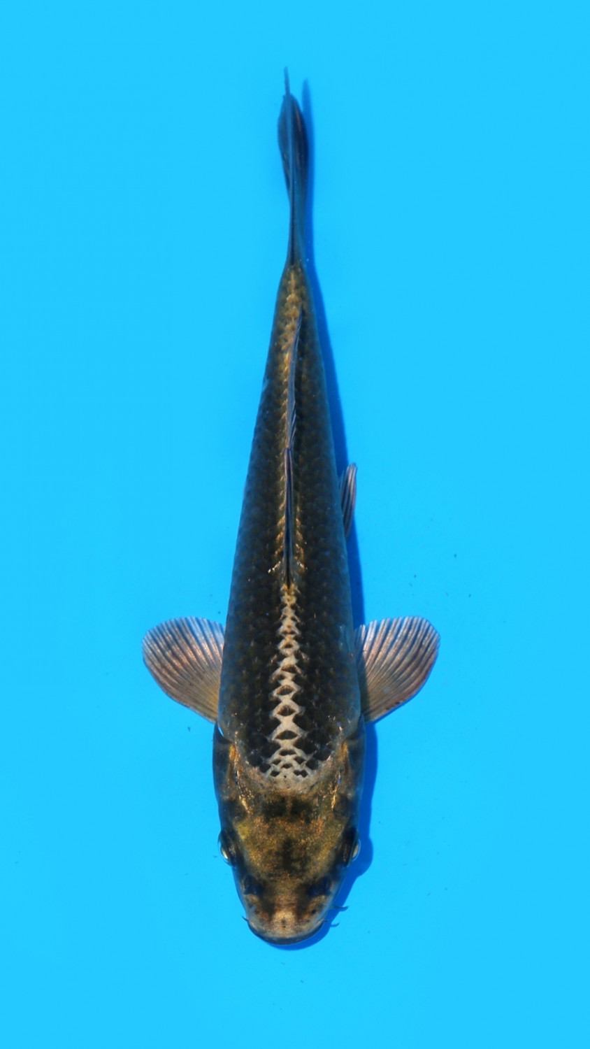 Juara 3