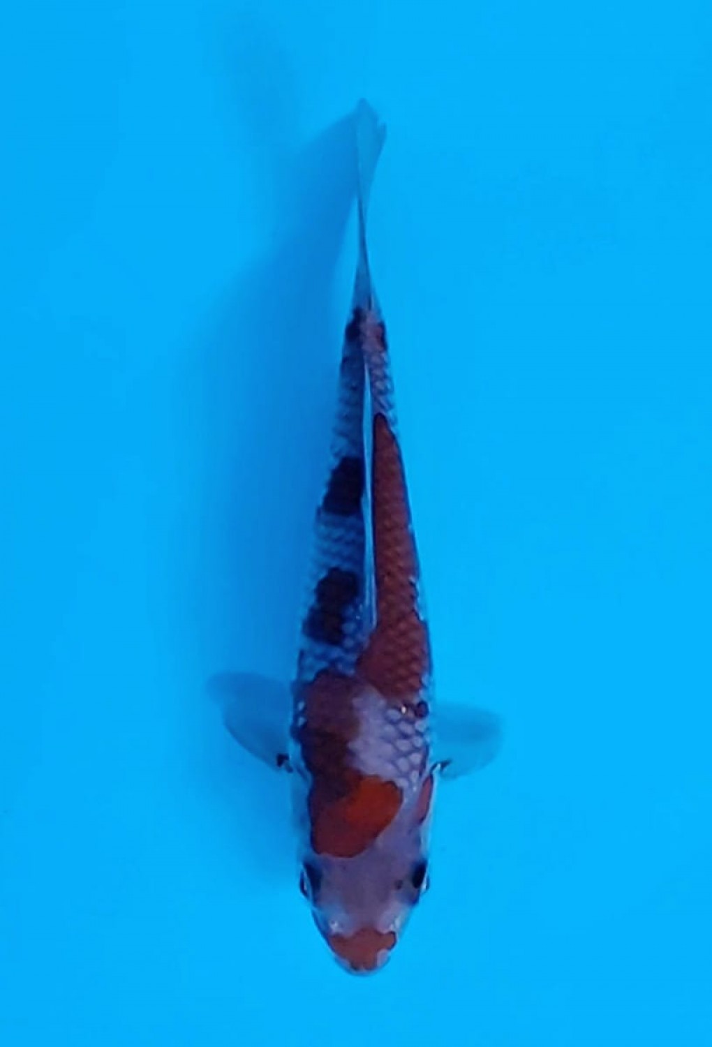 Juara 1