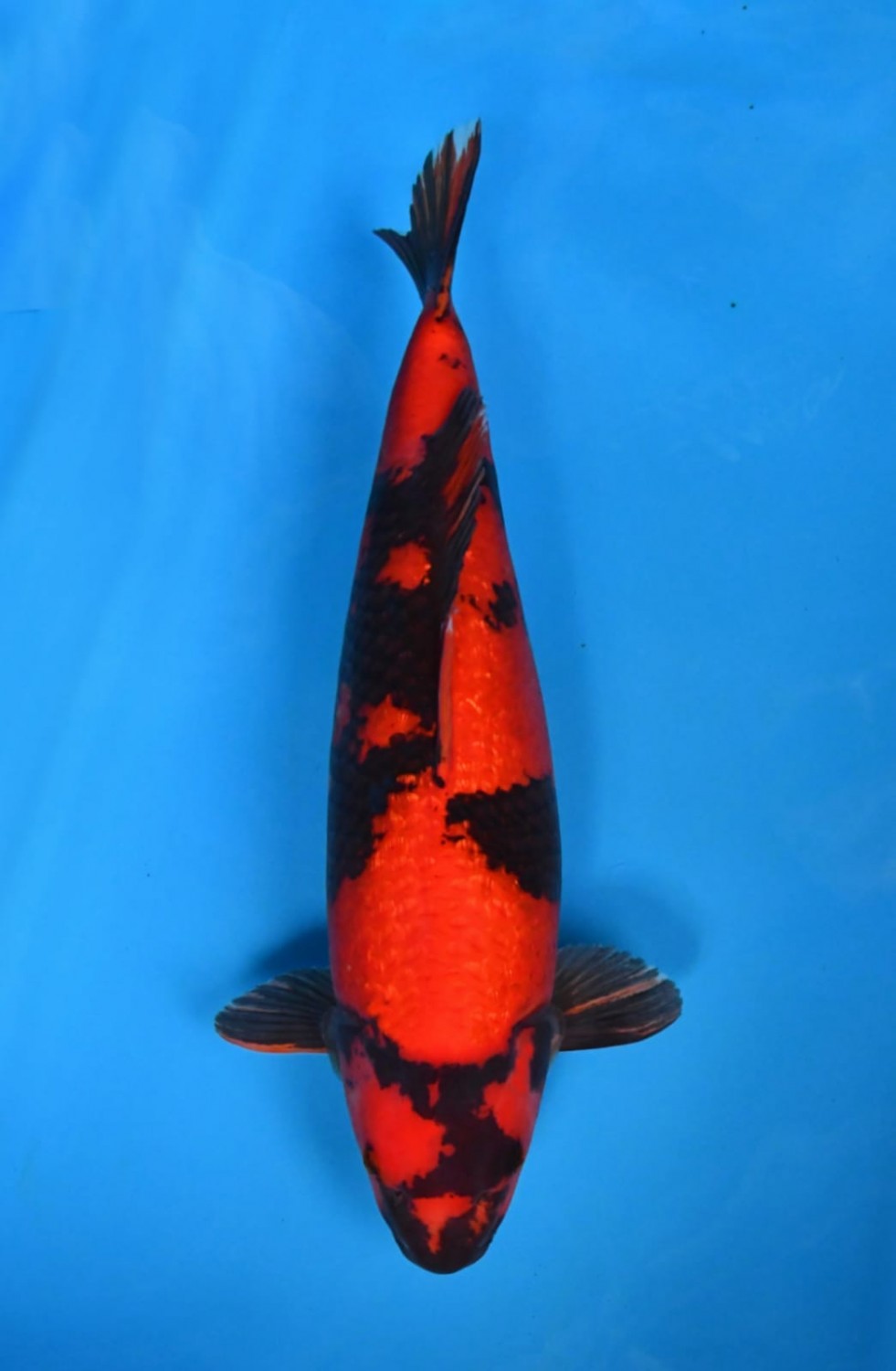 Juara 1