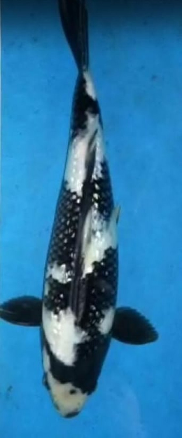 Juara 5