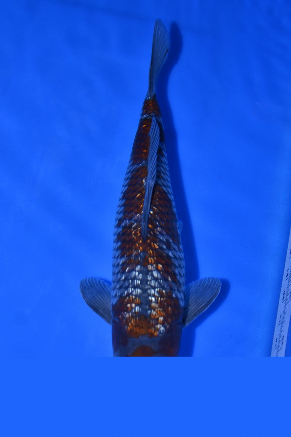Juara 2