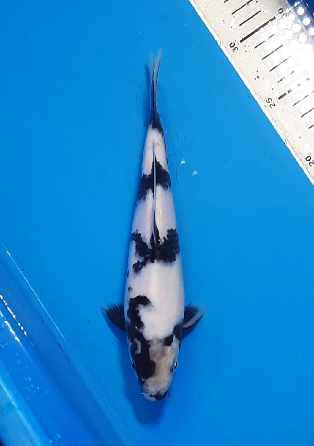 Juara 2