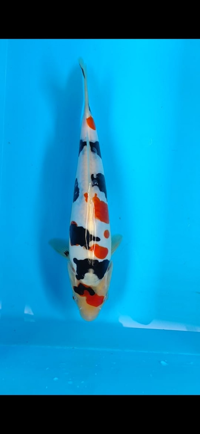 Juara 3