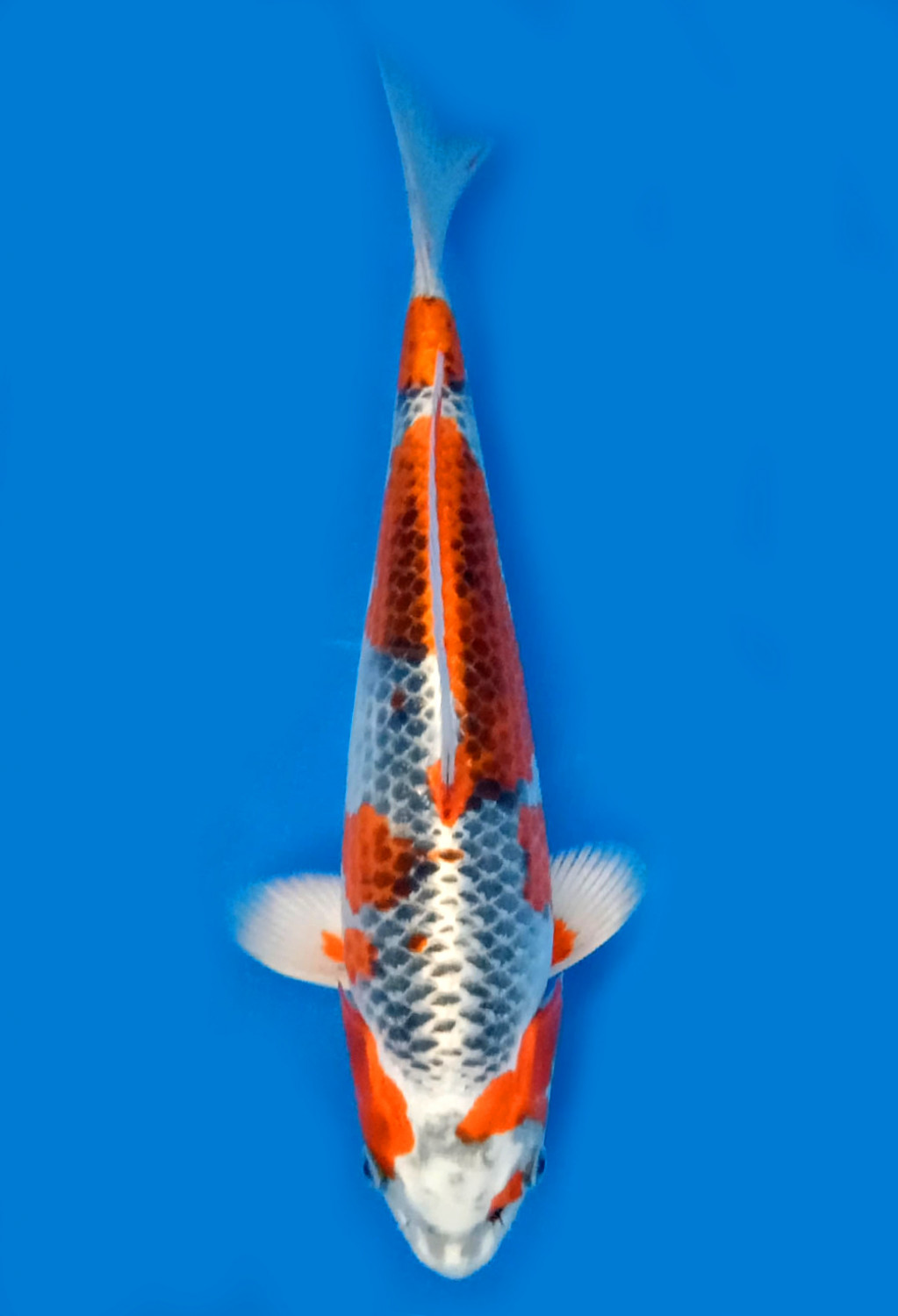 Juara 1