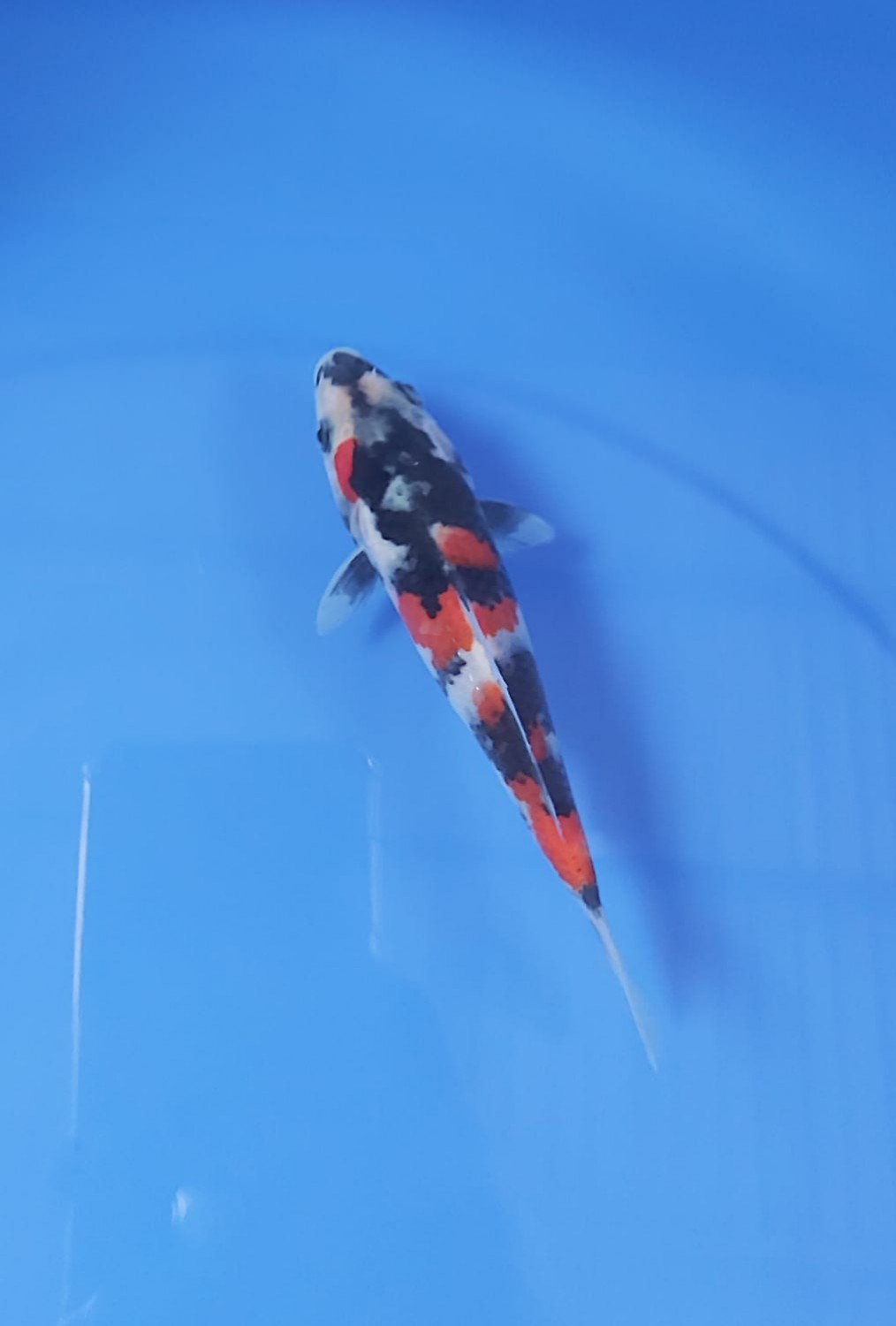 Best In Size A Up To - 15 cm