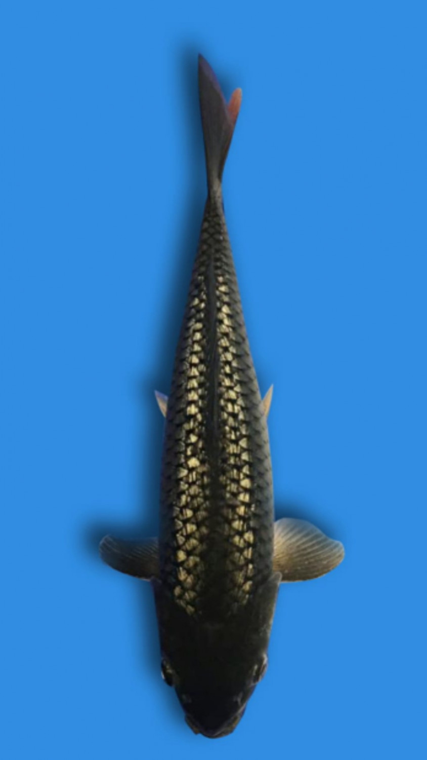 Juara 1