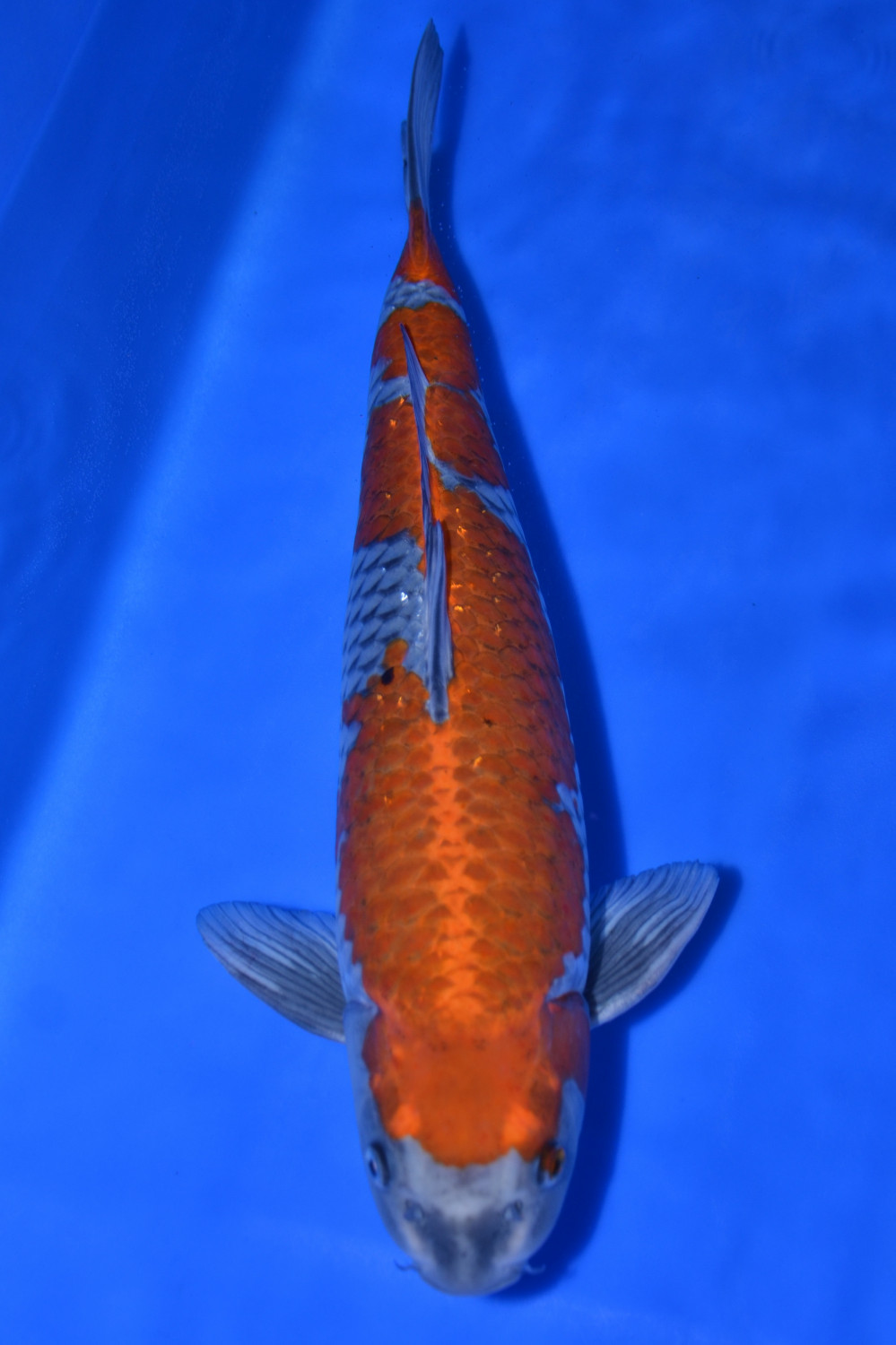 Juara 1