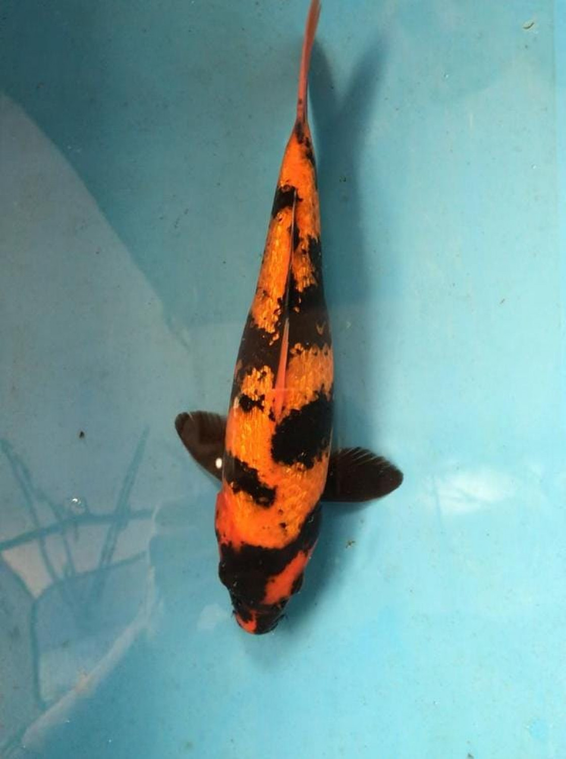 Juara 3