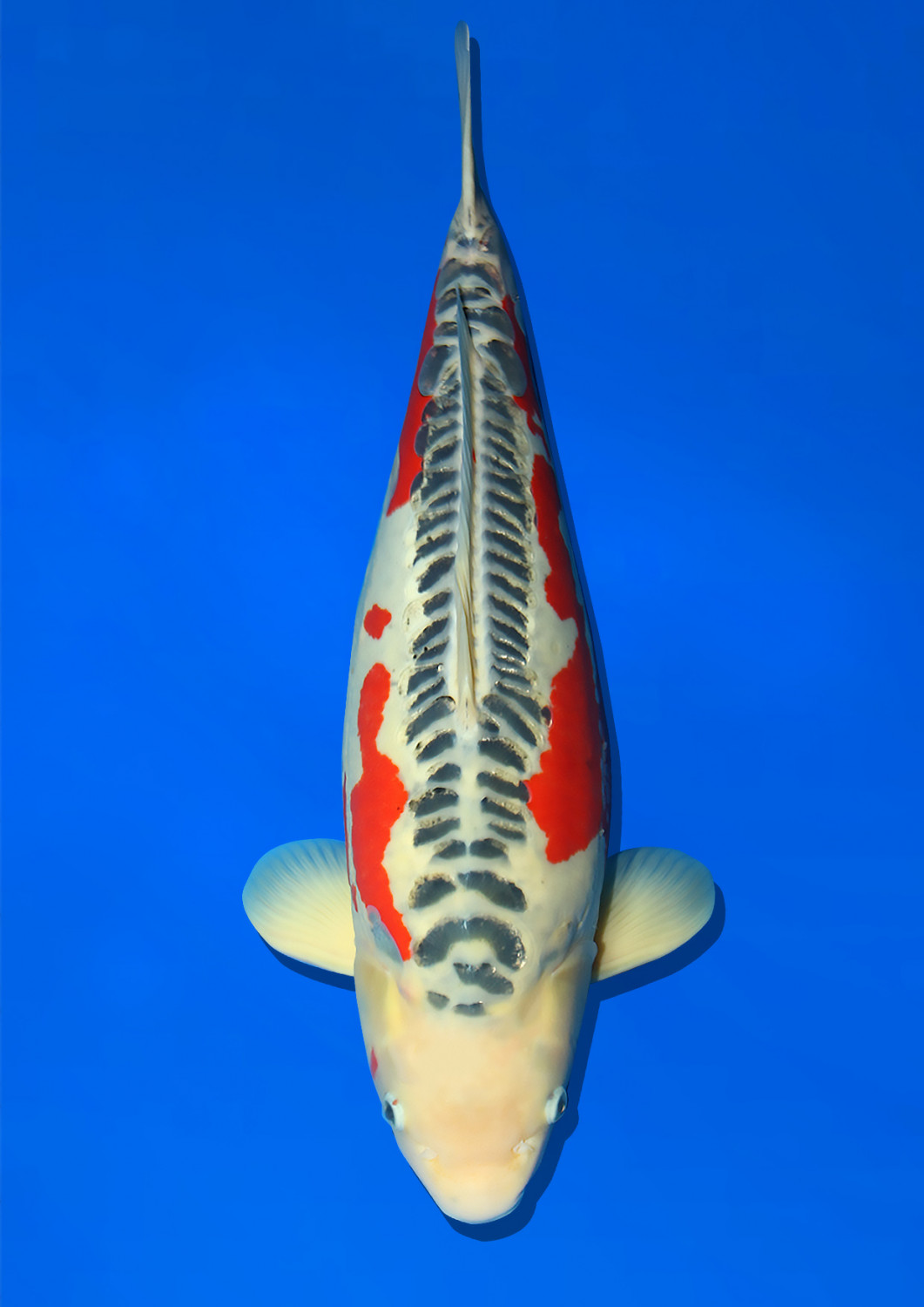 Juara 1