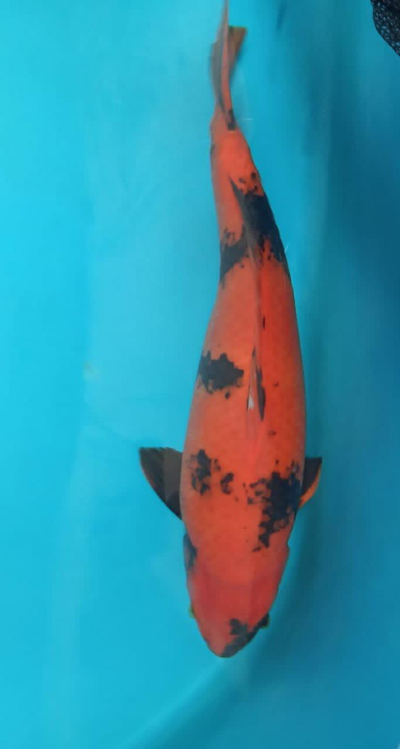 Juara 2