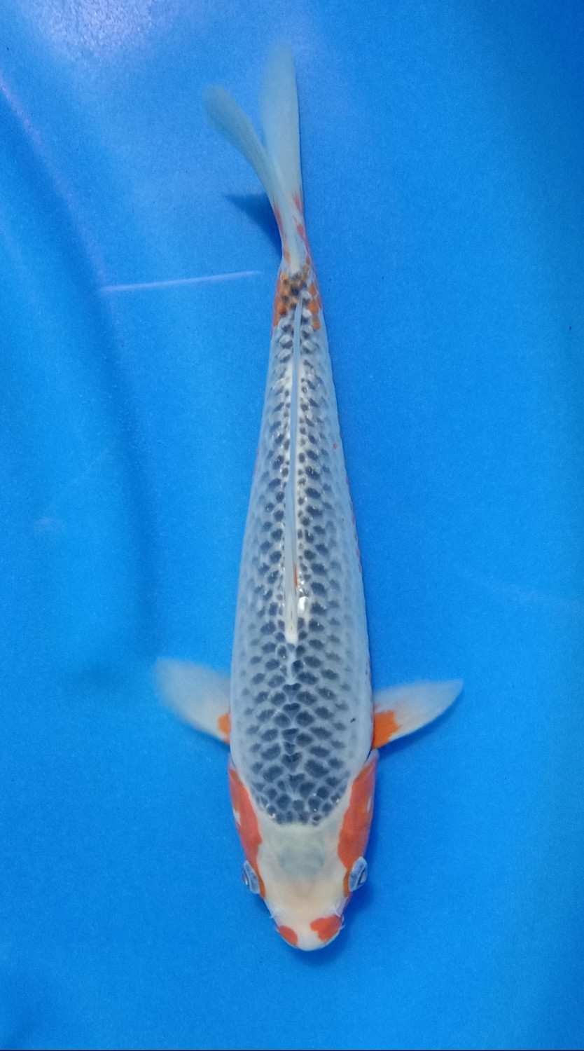 Juara 3