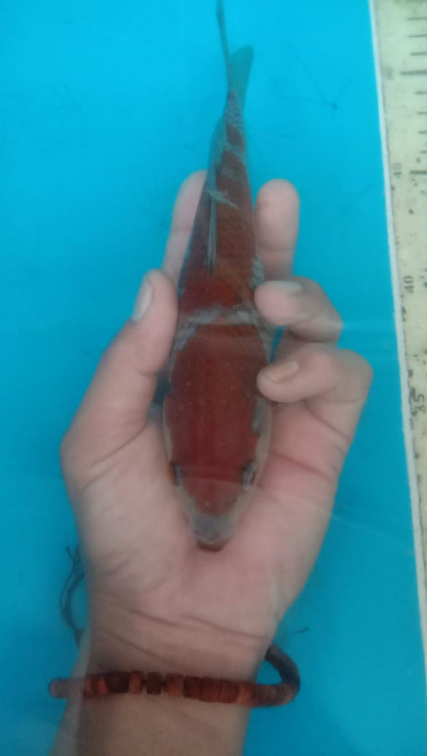 Juara 4