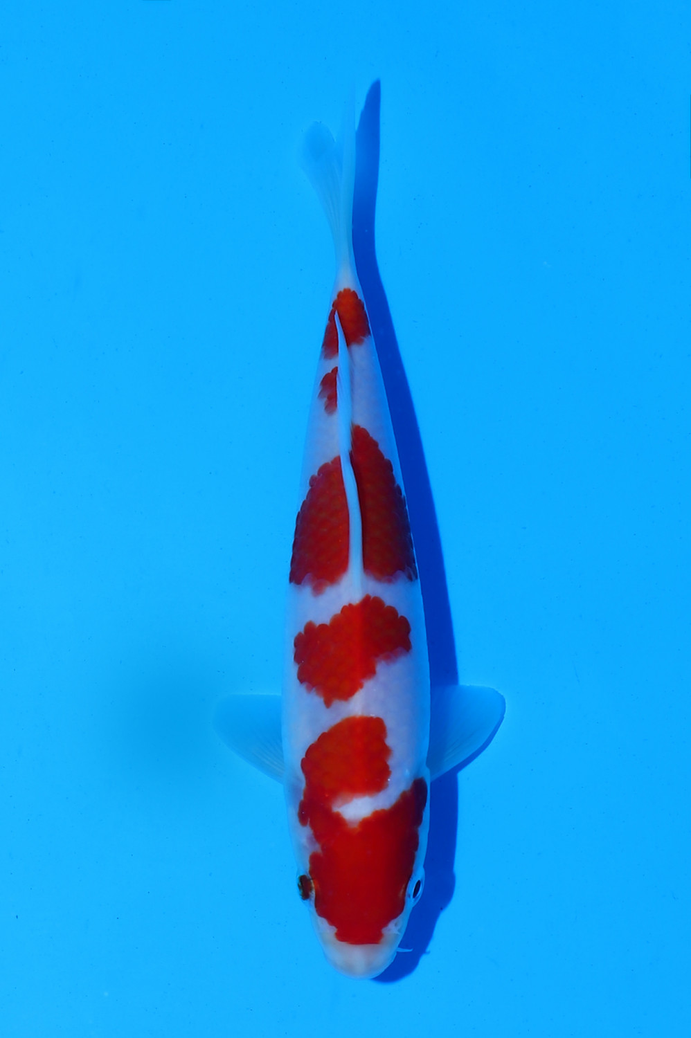 Juara 5