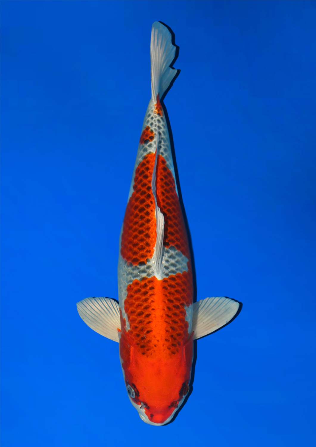 Juara 1