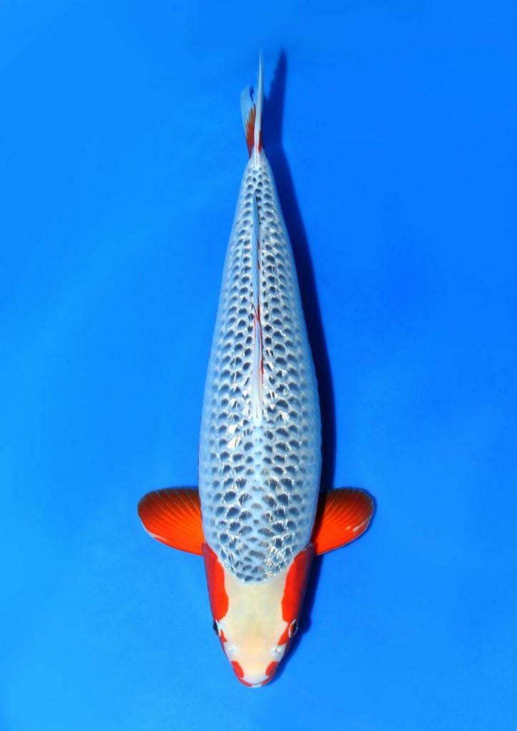Best In Size C 56-60 Cm