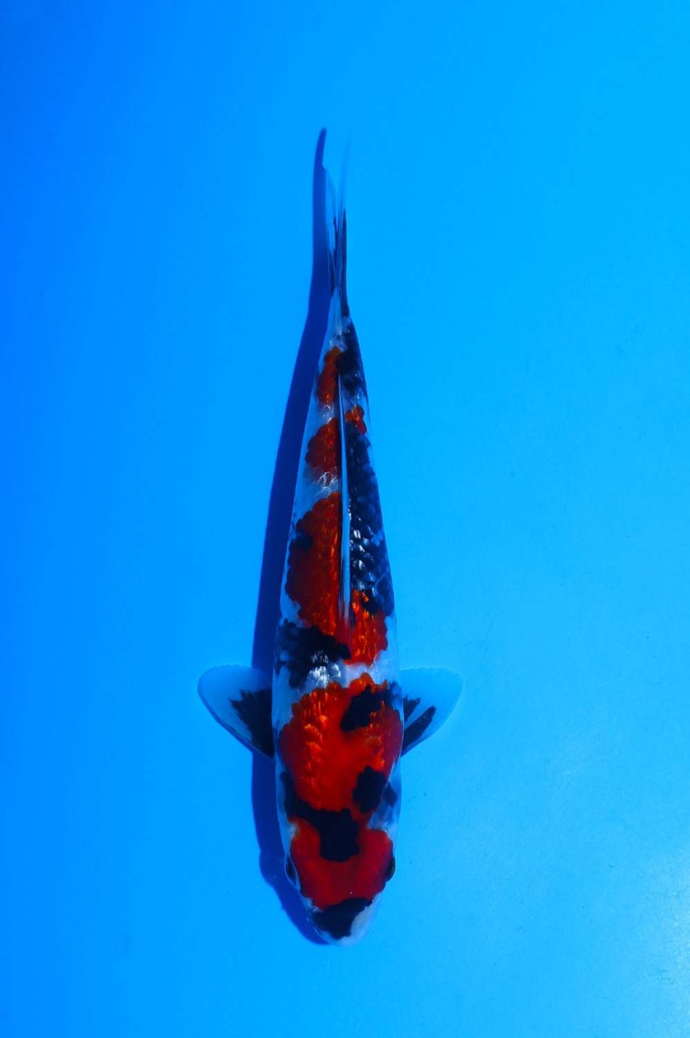 Juara 2