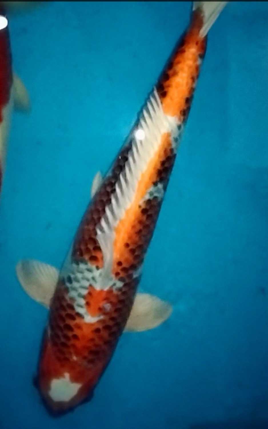Juara 2