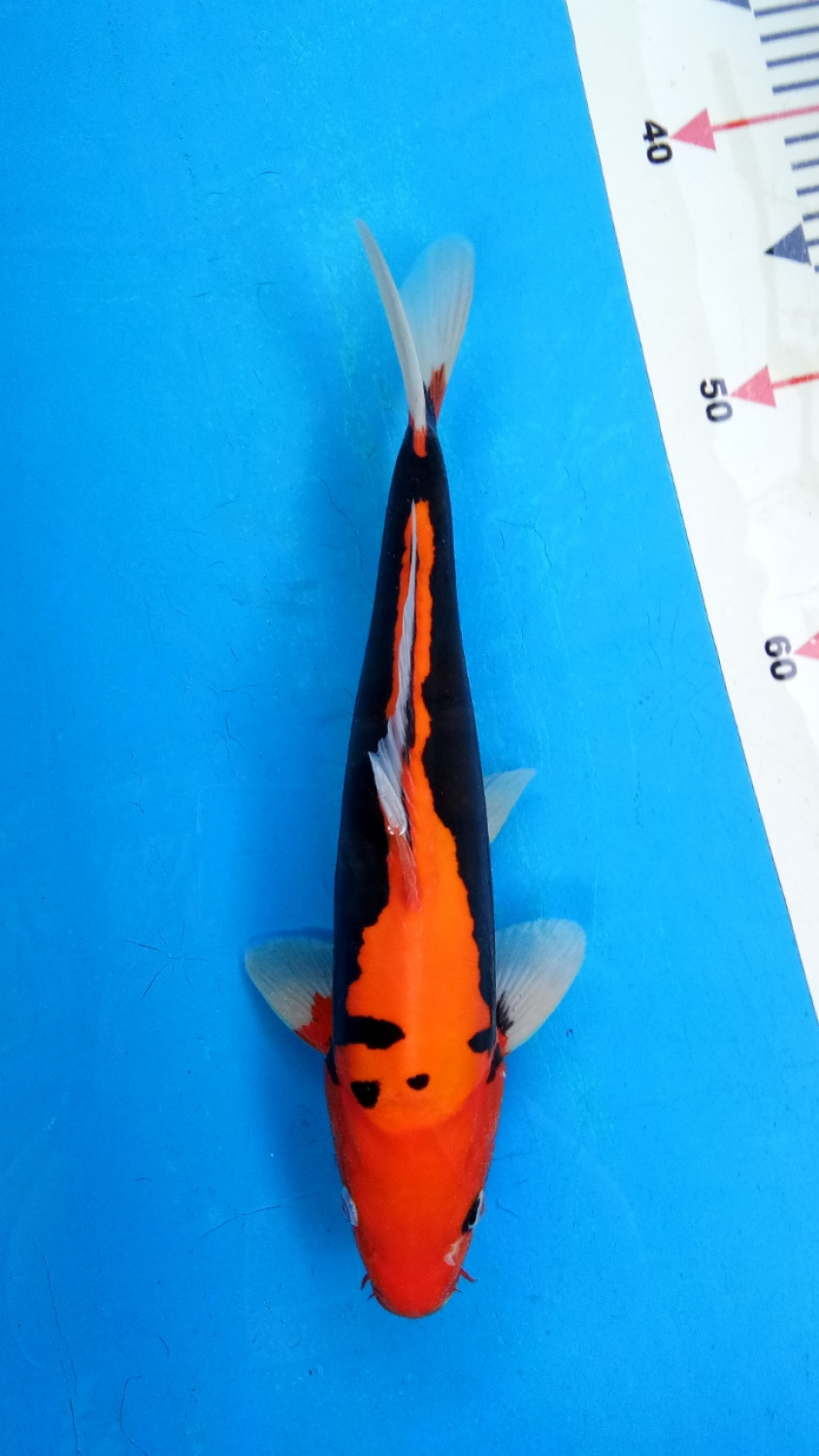 Juara 2