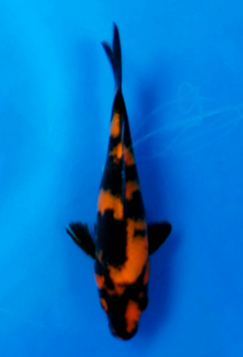 Juara 1
