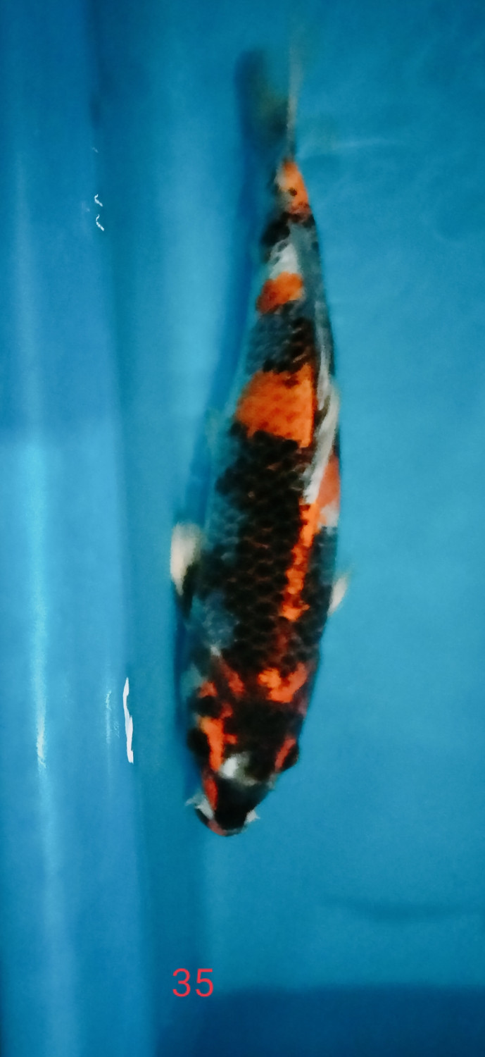 Juara 1