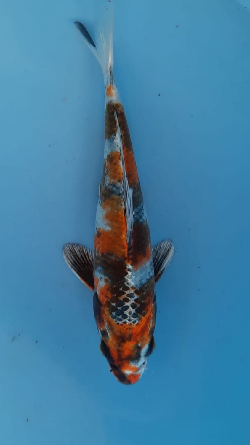 Juara 1