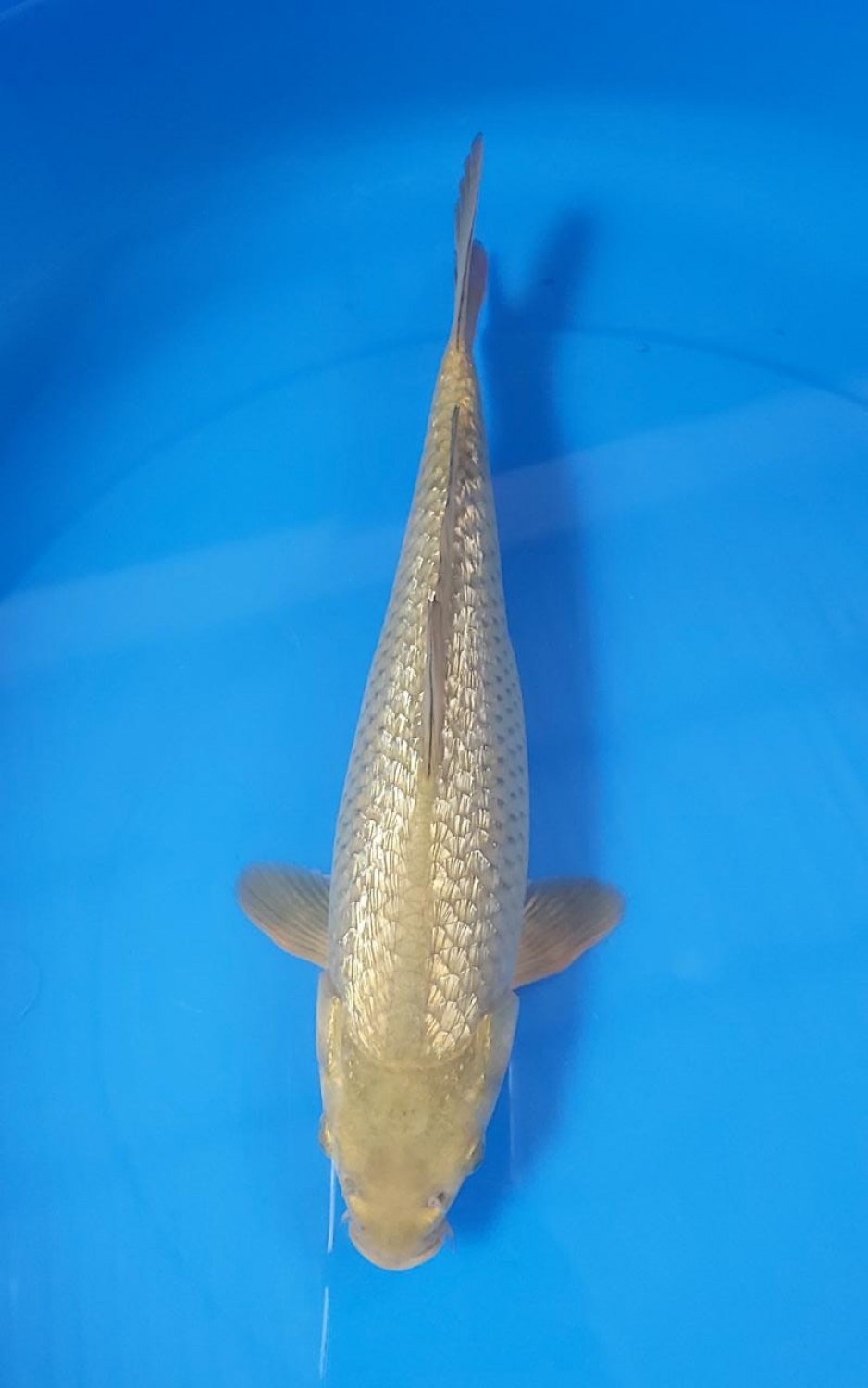 Juara 1