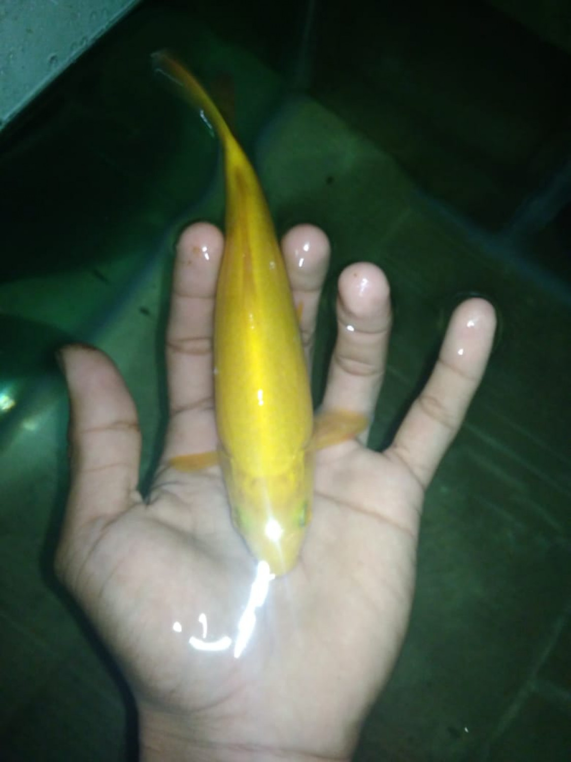 Juara 3