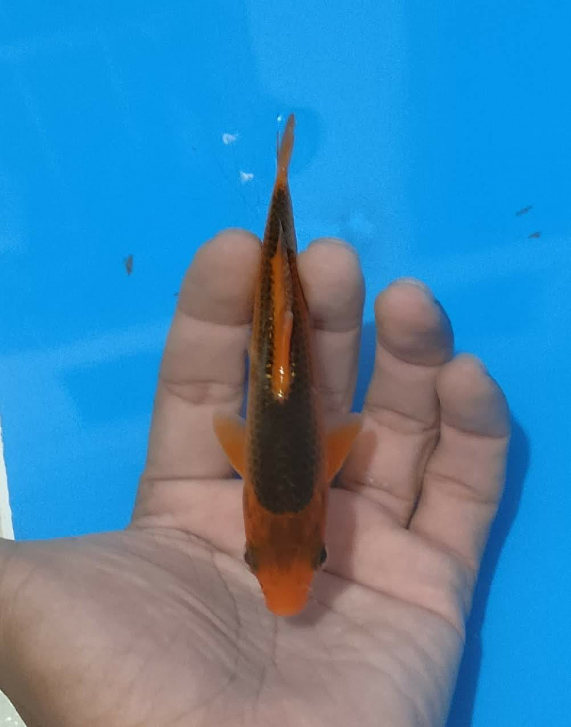 Juara 2