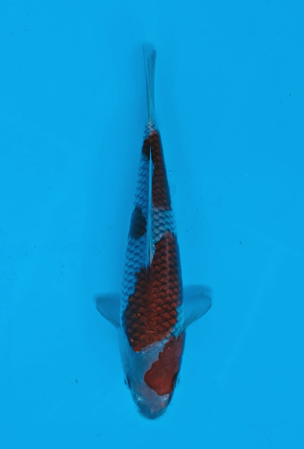 Juara 1