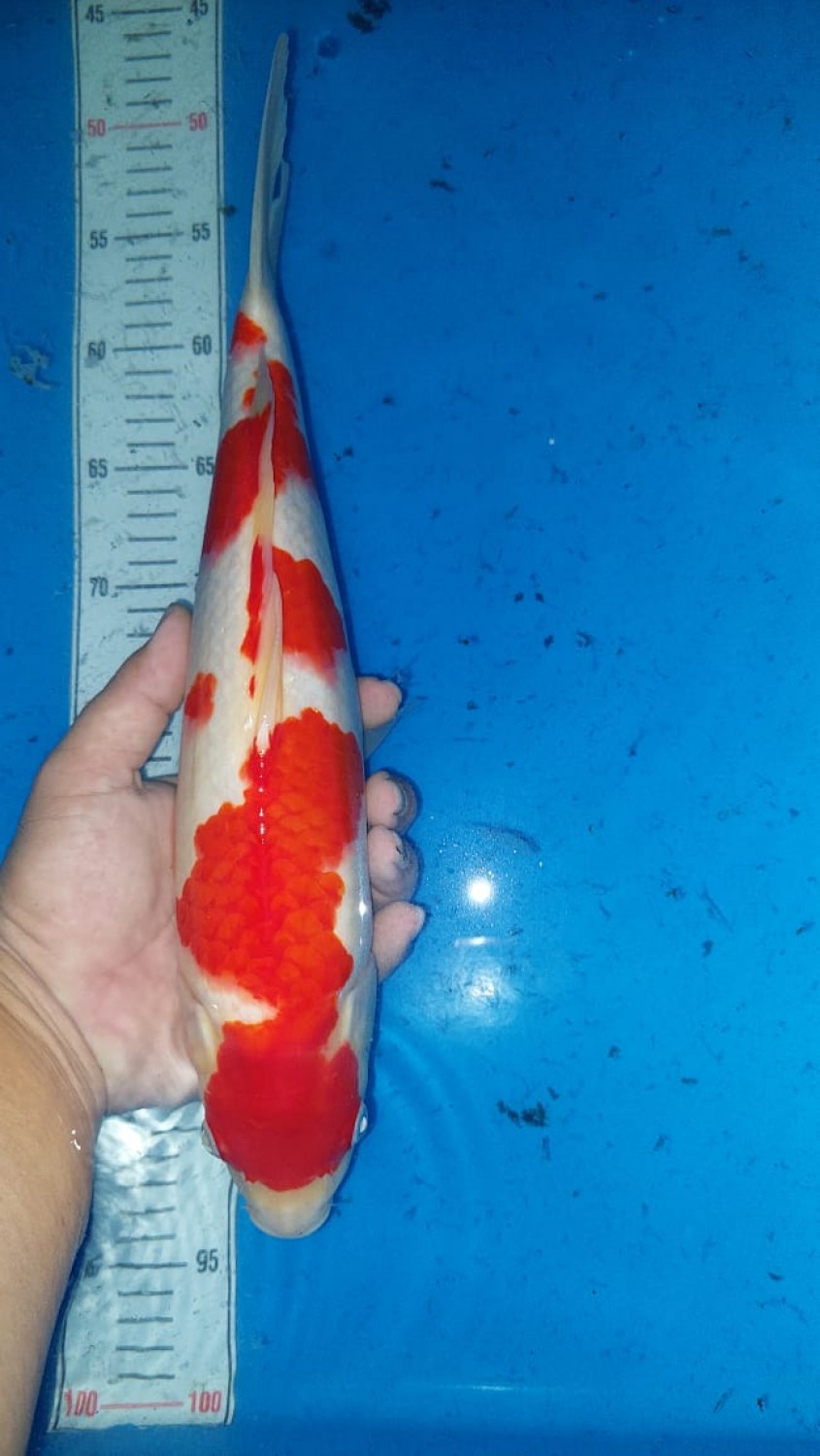 Juara 3
