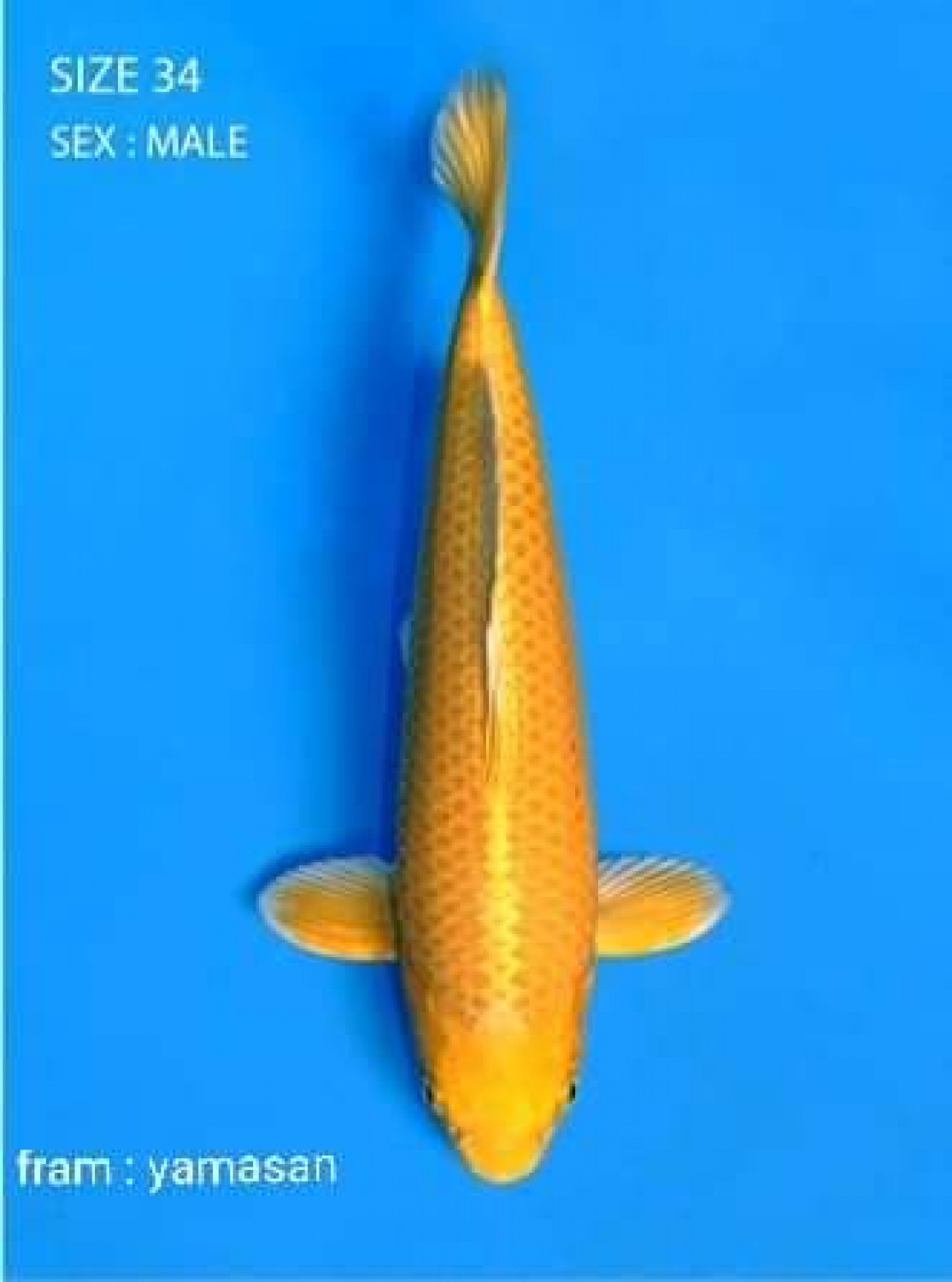 Best In Size E 31 - 35 cm