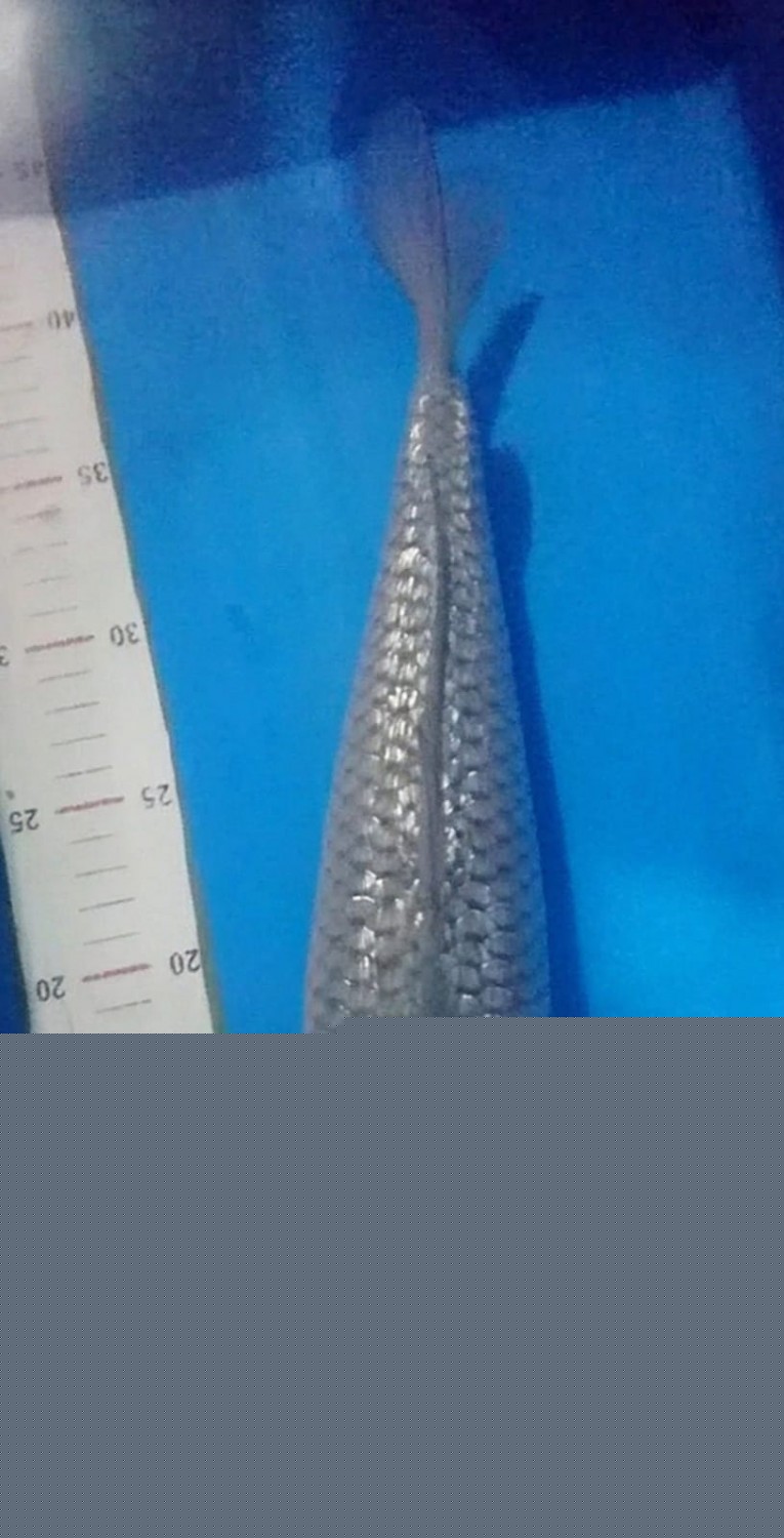 Juara 2