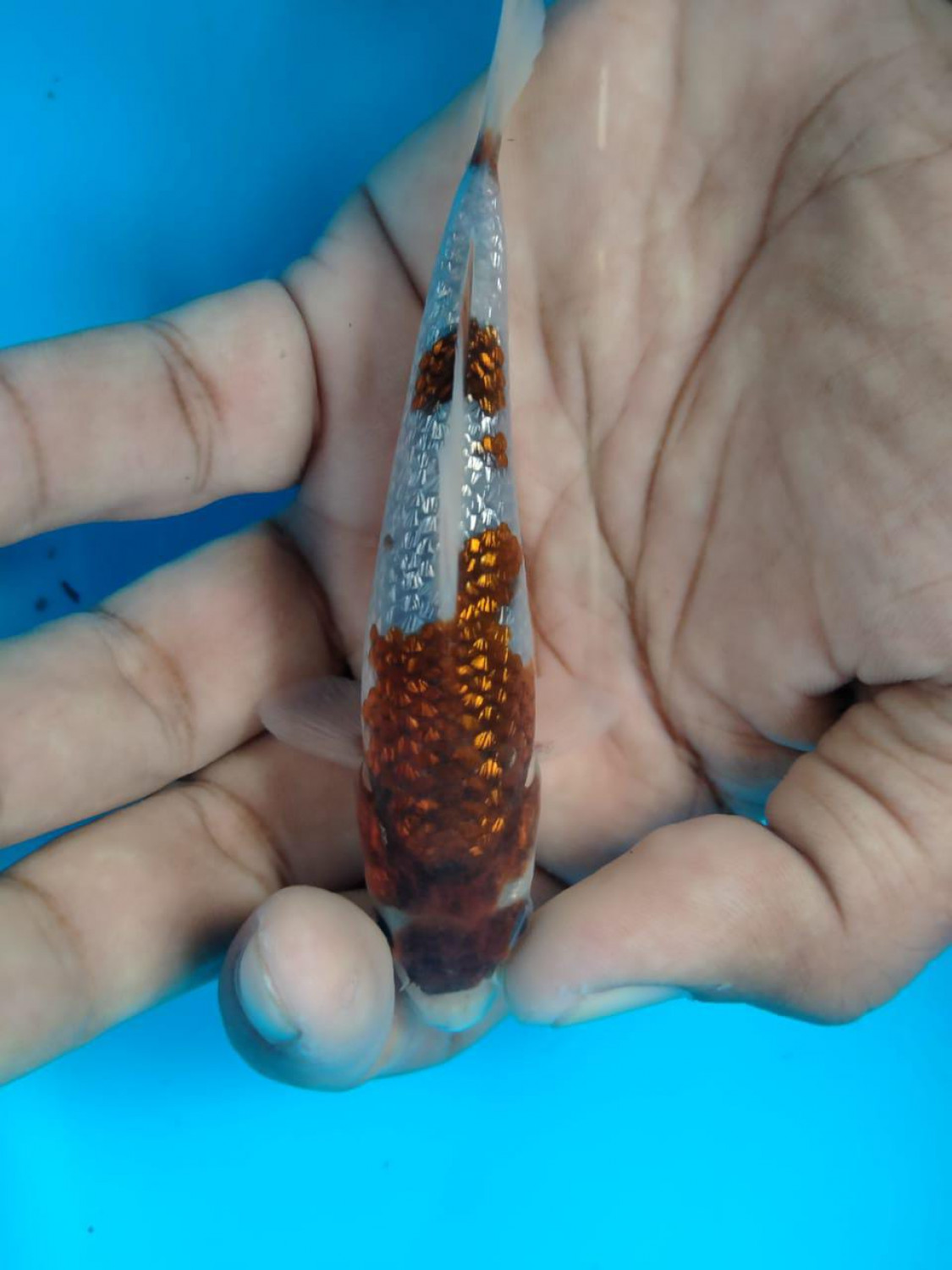 Juara 3