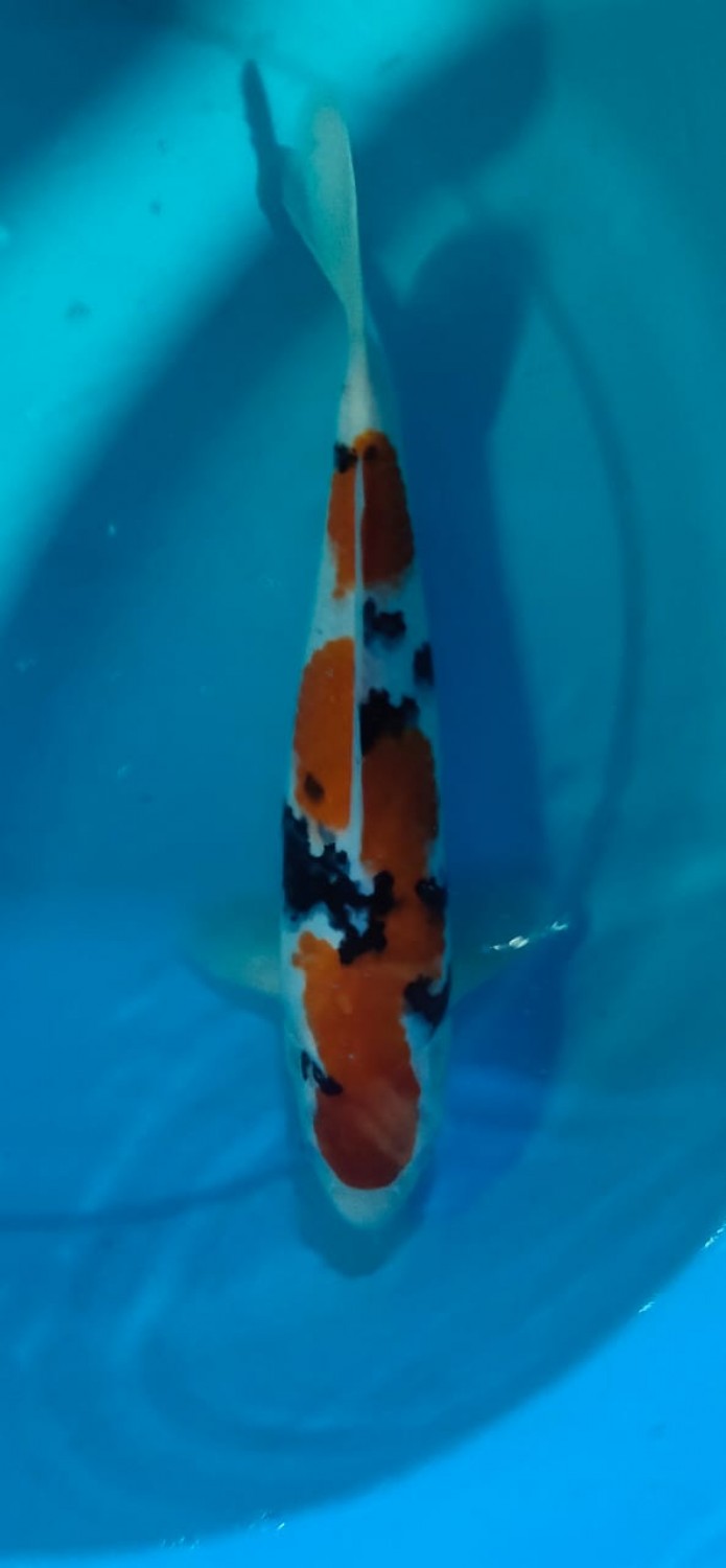 Juara 2