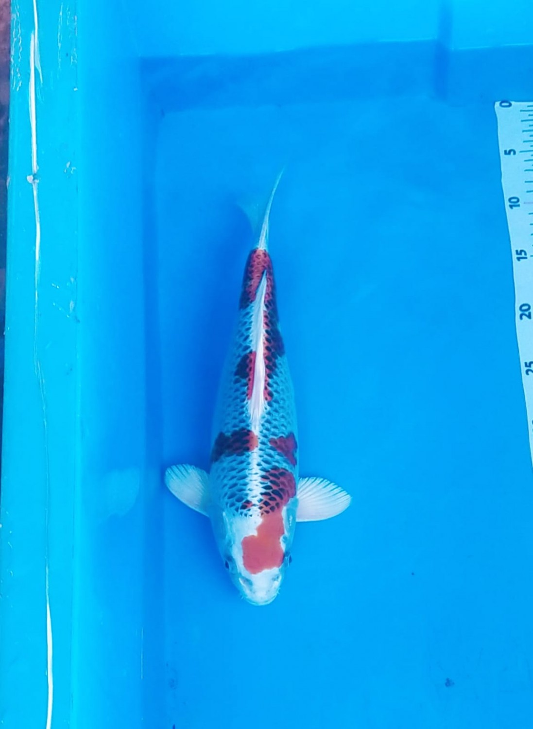 Best In Size B 31-35 Cm