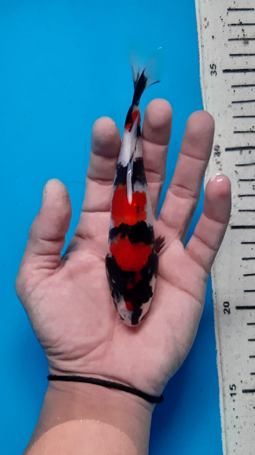 Juara 1