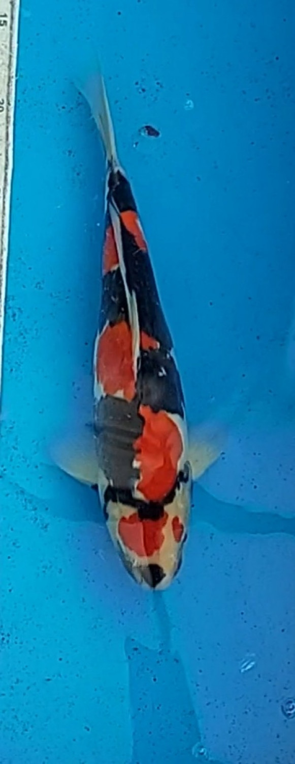 Juara 1