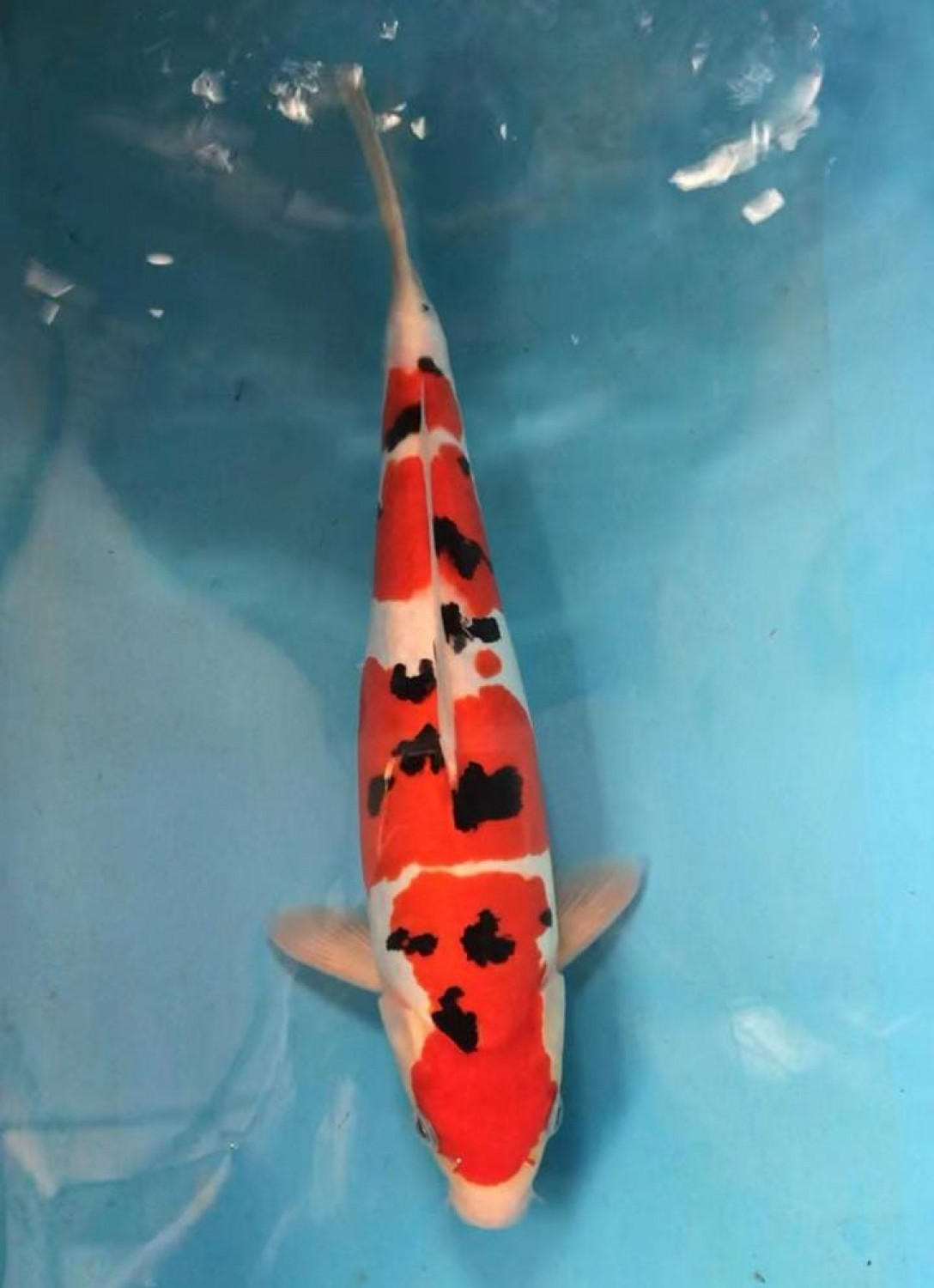 Juara 1