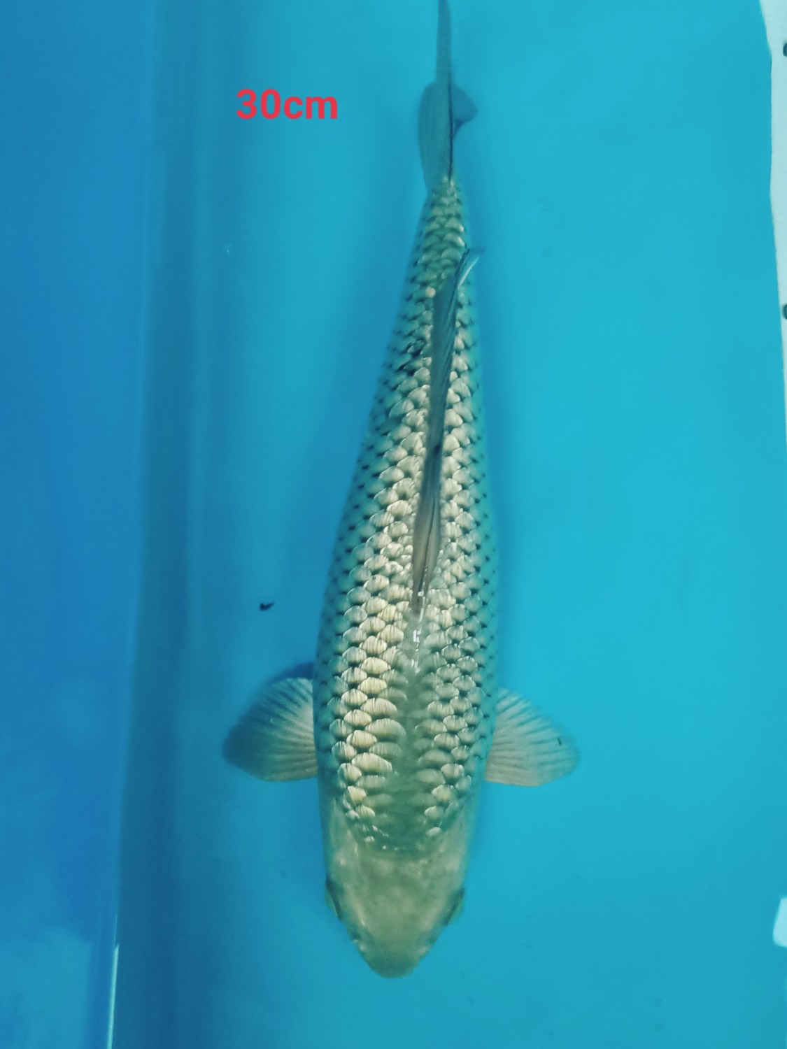 Juara 3