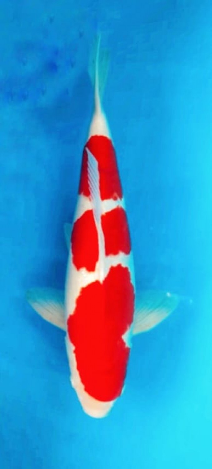 Juara 5